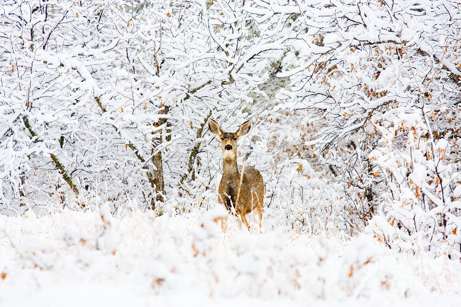 Doe Mule Deer in Snow #5 Photograph by Steven Krull