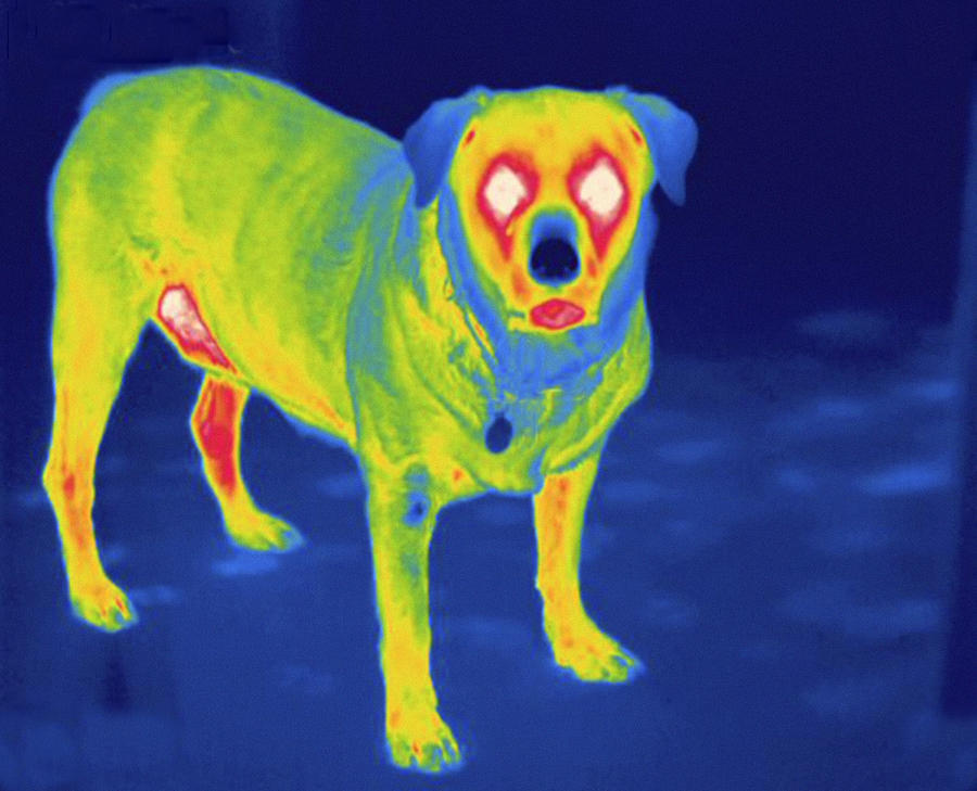 Dog, Thermogram #5 Photograph by Science Stock Photography