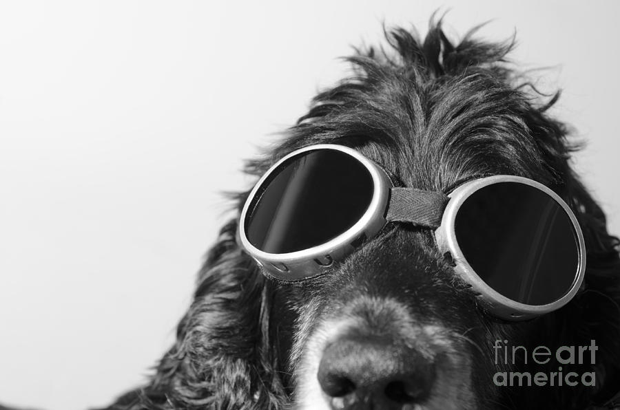 Dog Photograph - Dog with sunglasses #5 by Mats Silvan