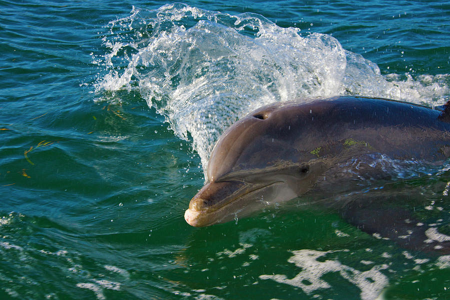 Wildlife Photograph - Dolphin In The Ocean, Roatan Island #5 by Keren Su