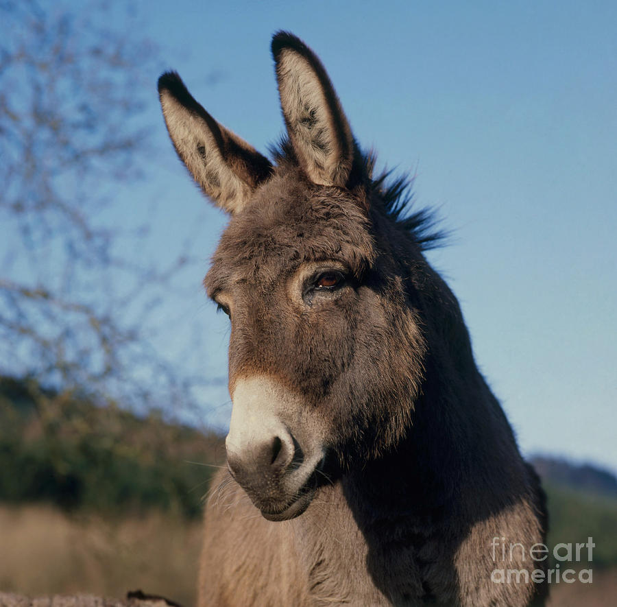 Donkey #5 Photograph by Hans Reinhard
