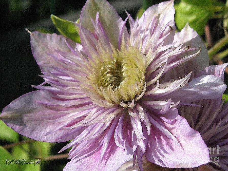 Nature Painting - Double Clematis named Empress #5 by J McCombie