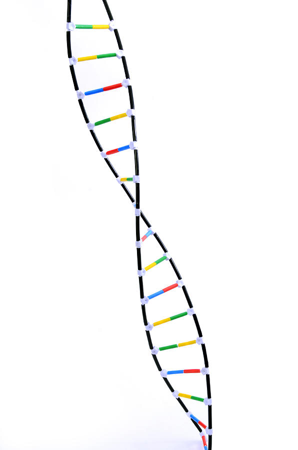 Double Helix Dna Model Photograph by Science Source - Fine Art America