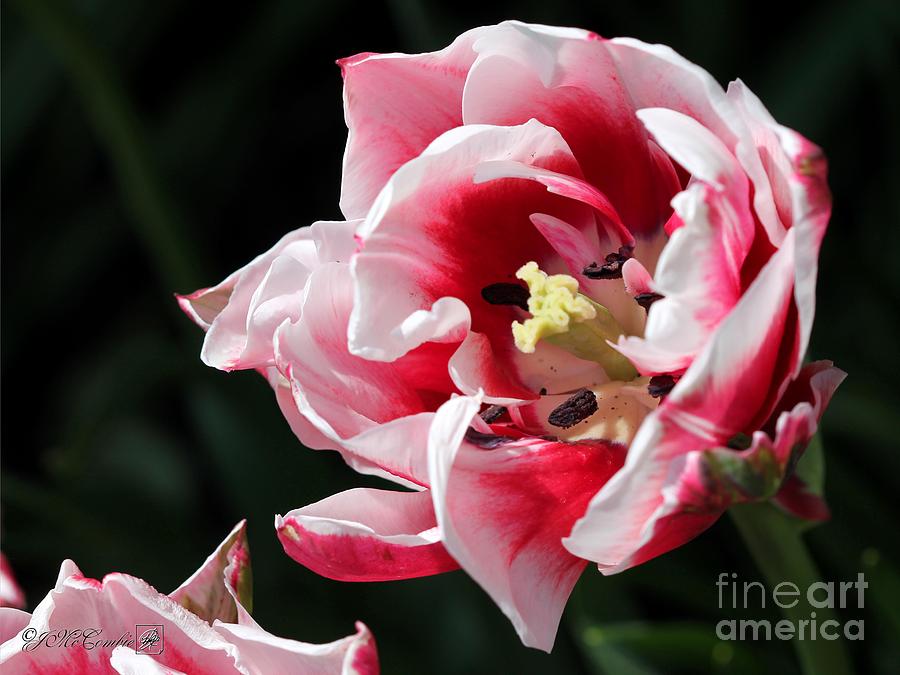 Double Late Peony-Flowered Tulip named Horizon #5 Photograph by J McCombie