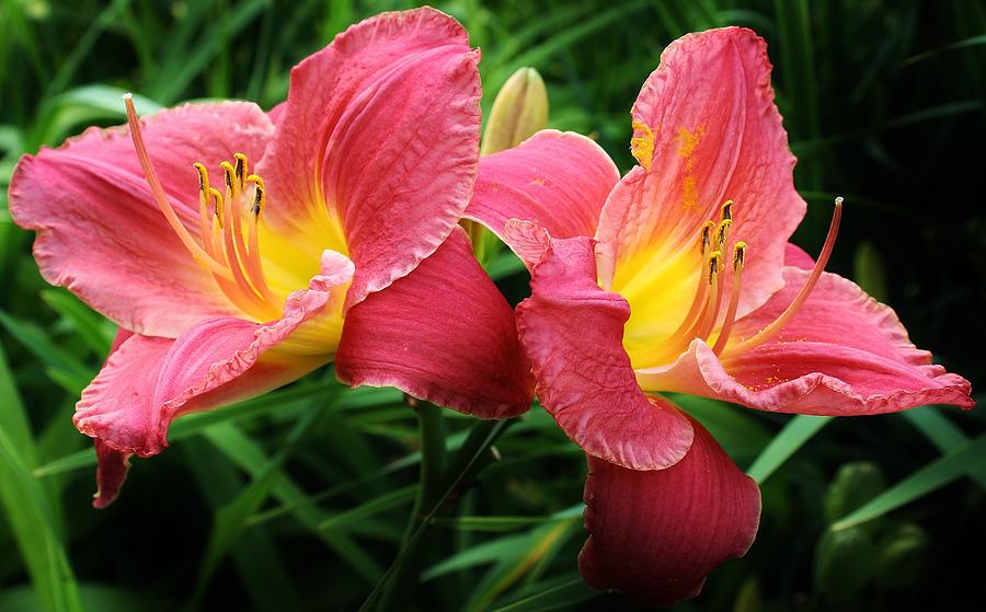 Lily Photograph - Double Your Pleasure #5 by Bruce Bley