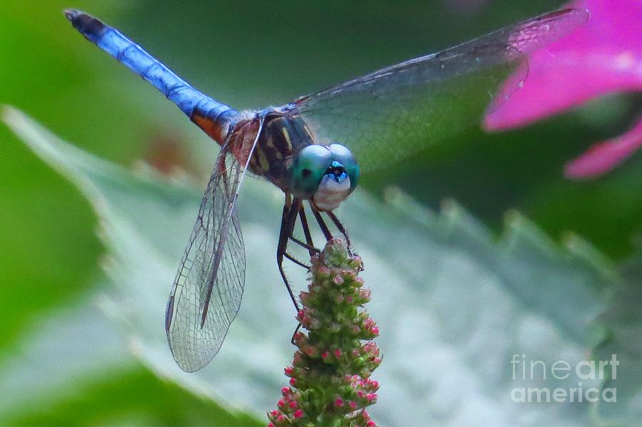 Dragonfly Blue Dasher #1 Photograph by Scott Cameron