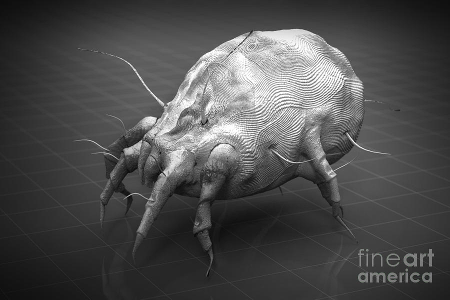 Dust Mite #5 Photograph by Science Picture Co