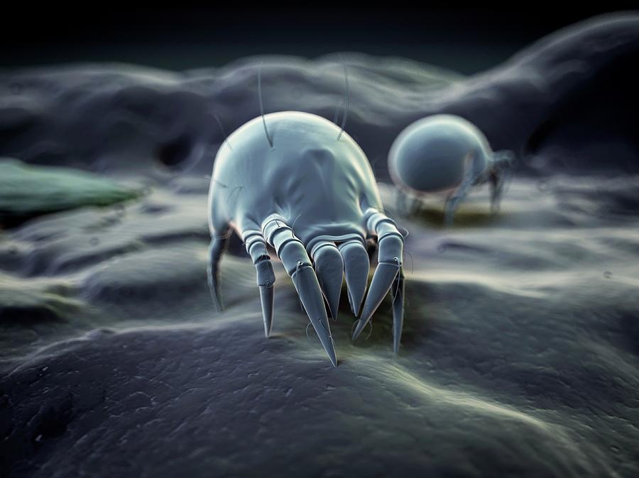 Insects Photograph - Dust Mite #5 by Sebastian Kaulitzki