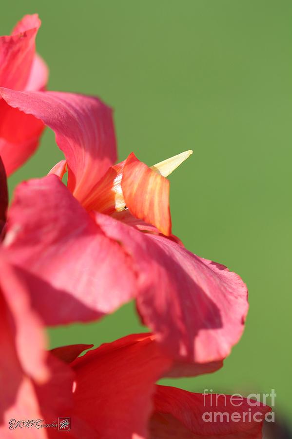 Dwarf Canna Lily named Shining Pink #5 Photograph by J McCombie
