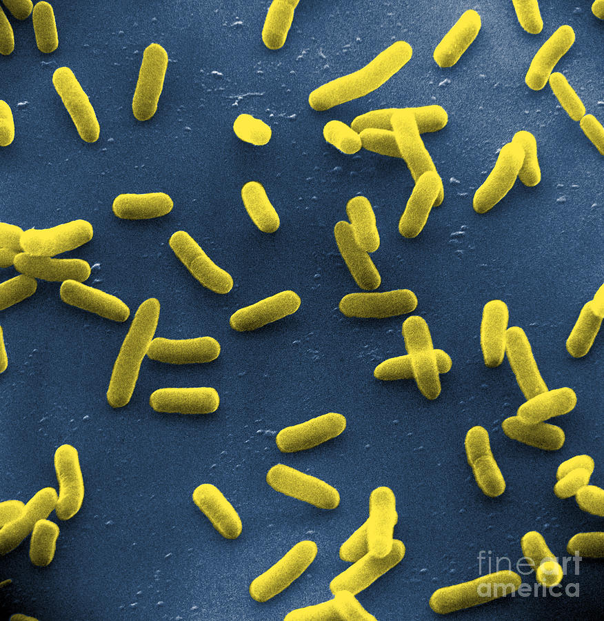 E. Coli Bacteria, Sem #5 Photograph by David M. Phillips