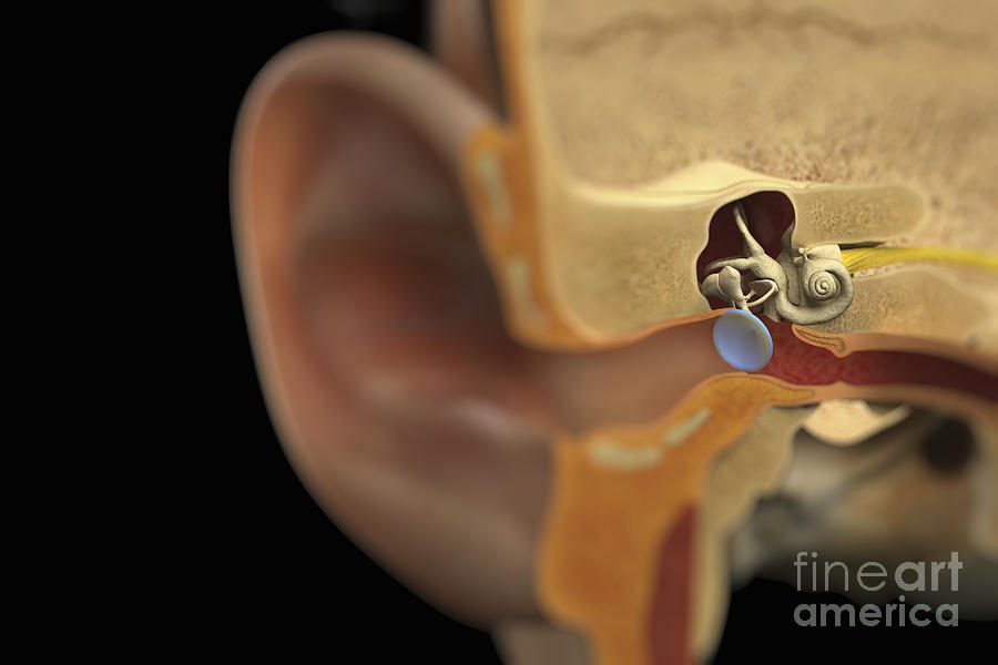Ear Anatomy #5 Photograph by Science Picture Co