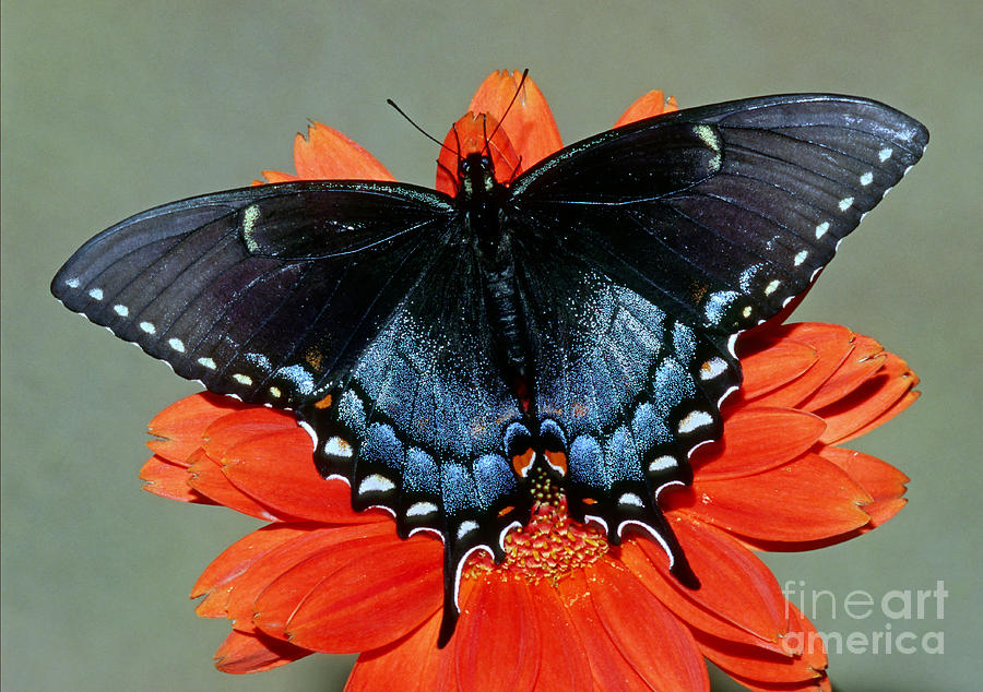 Eastern Black Swallowtail Butterfly #5 Photograph by Millard H. Sharp