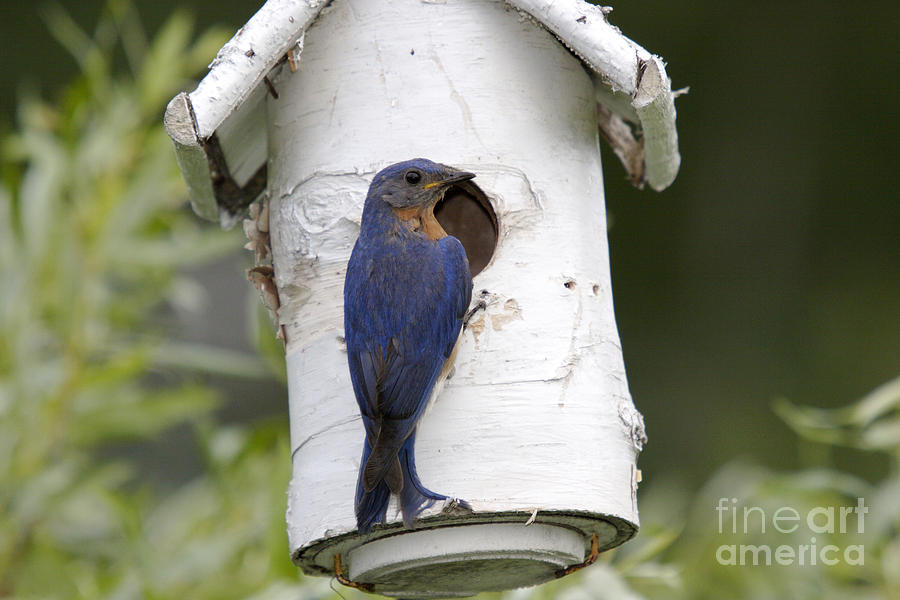 Bluebird Photograph - Eastern Bluebird #5 by Linda Freshwaters Arndt