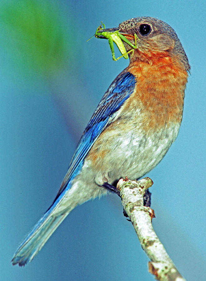 Eastern Bluebird Male Photograph by Millard H. Sharp - Fine Art America