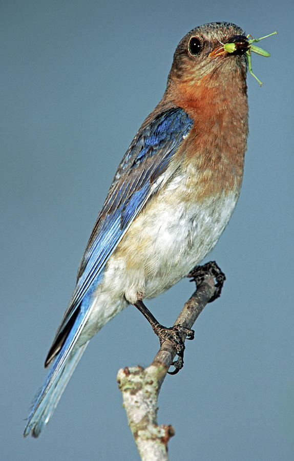 Eastern Bluebird Photograph by Millard H. Sharp - Fine Art America