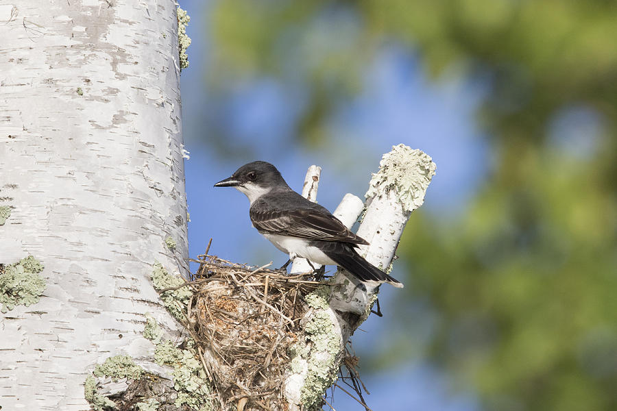 Eastern Kingbird At Nest Site #5 Photograph by Linda Arndt