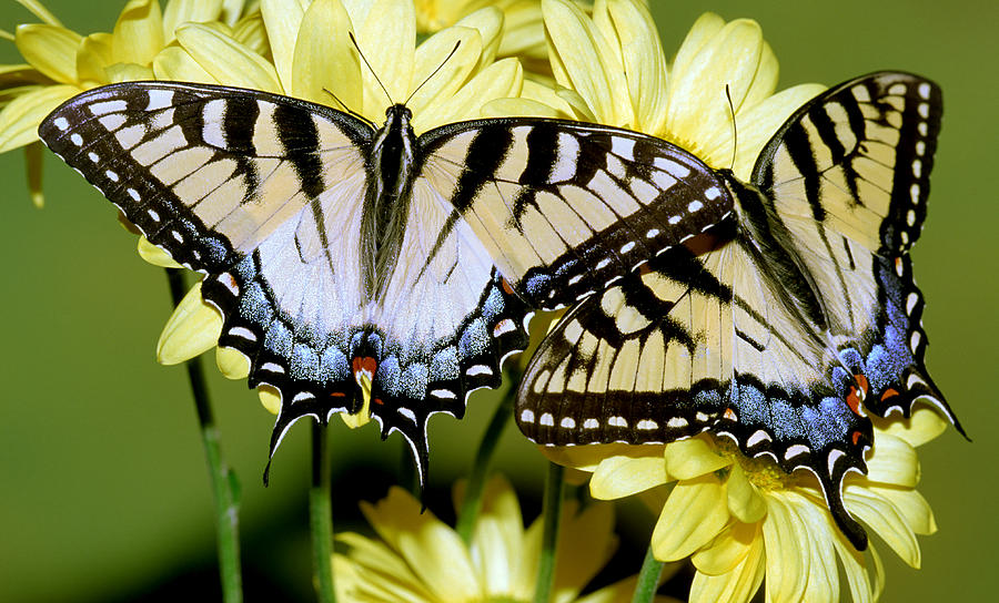 Eastern Tiger Swallowtail Butterflies #5 Photograph by Millard H. Sharp