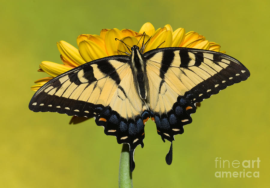 Eastern Tiger Swallowtail Butterfly #5 Photograph by Millard H. Sharp