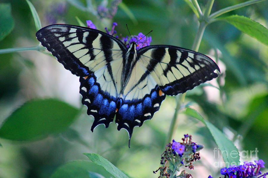 Eastern Tiger Swallowtail Butterfly on Butterfly Bush #5 Photograph by Karen Adams