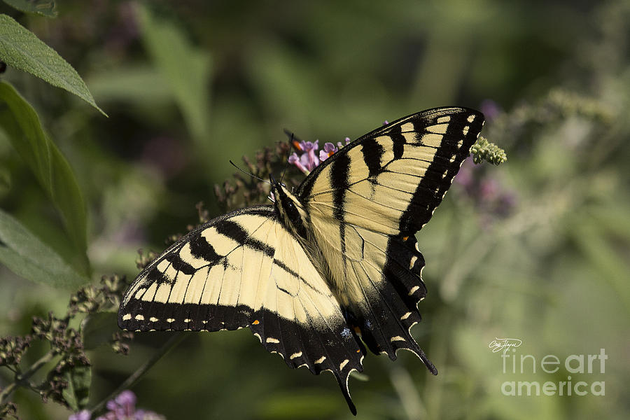 Butterfly Photograph - Eastern Tiger Swallowtail Series #5 by Cris Hayes