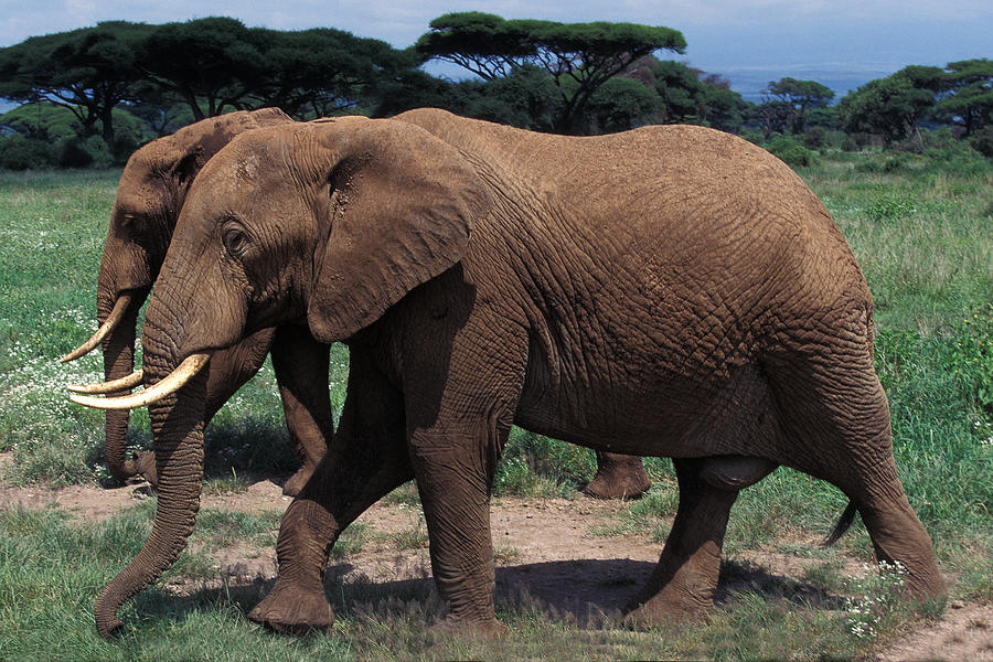 Wildlife Photograph - Elephant Dafrique Loxodonta Africana #5 by Gerard Lacz