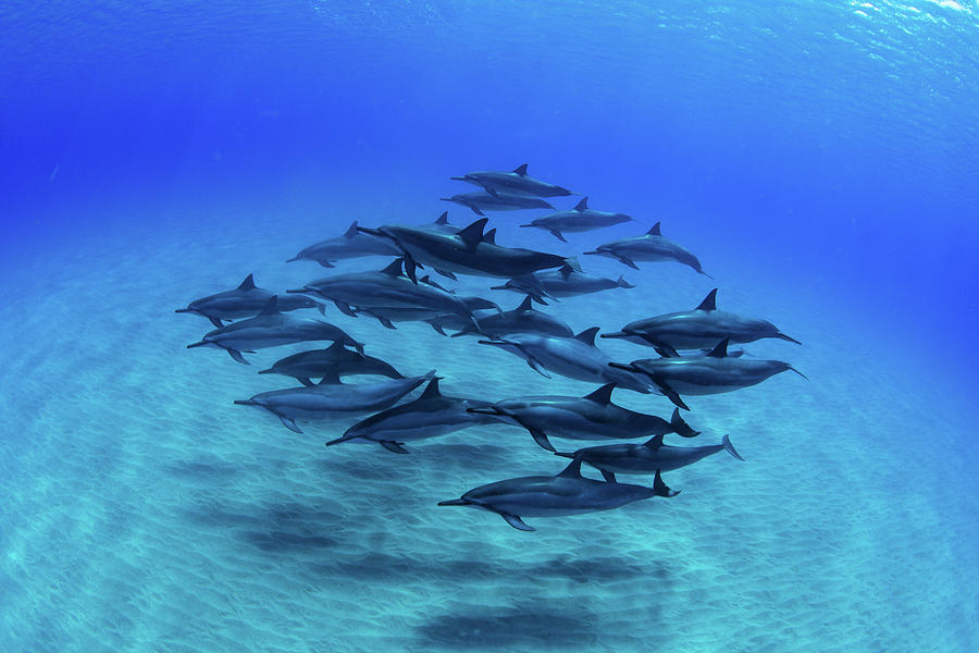 Elevated View Of School Of Dolphins #5 Photograph by Panoramic Images