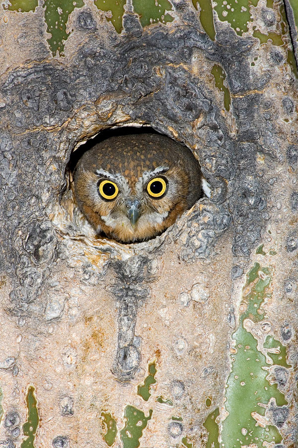 Elf Owl Nesting In Tree Cavity #5 Photograph by Craig K. Lorenz