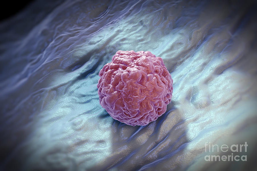 Embryonic Stem Cell #5 Photograph by Science Picture Co