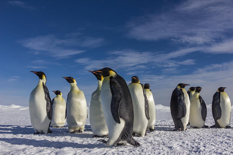 Emperor Penguin Photograph by Ben Adkison - Fine Art America