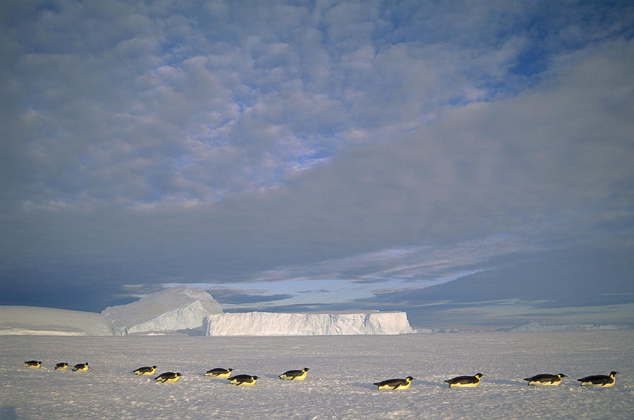 Emperor Penguins Tobogganing Antarctica #5 Photograph by Tui De Roy