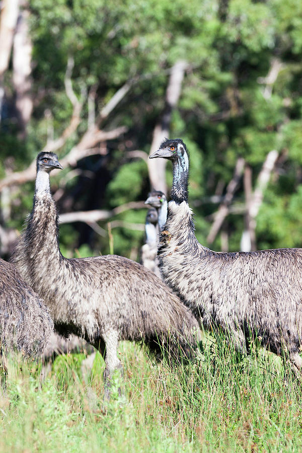 Emu Photograph - Emu (dromaius Novaehollandiae #5 by Martin Zwick