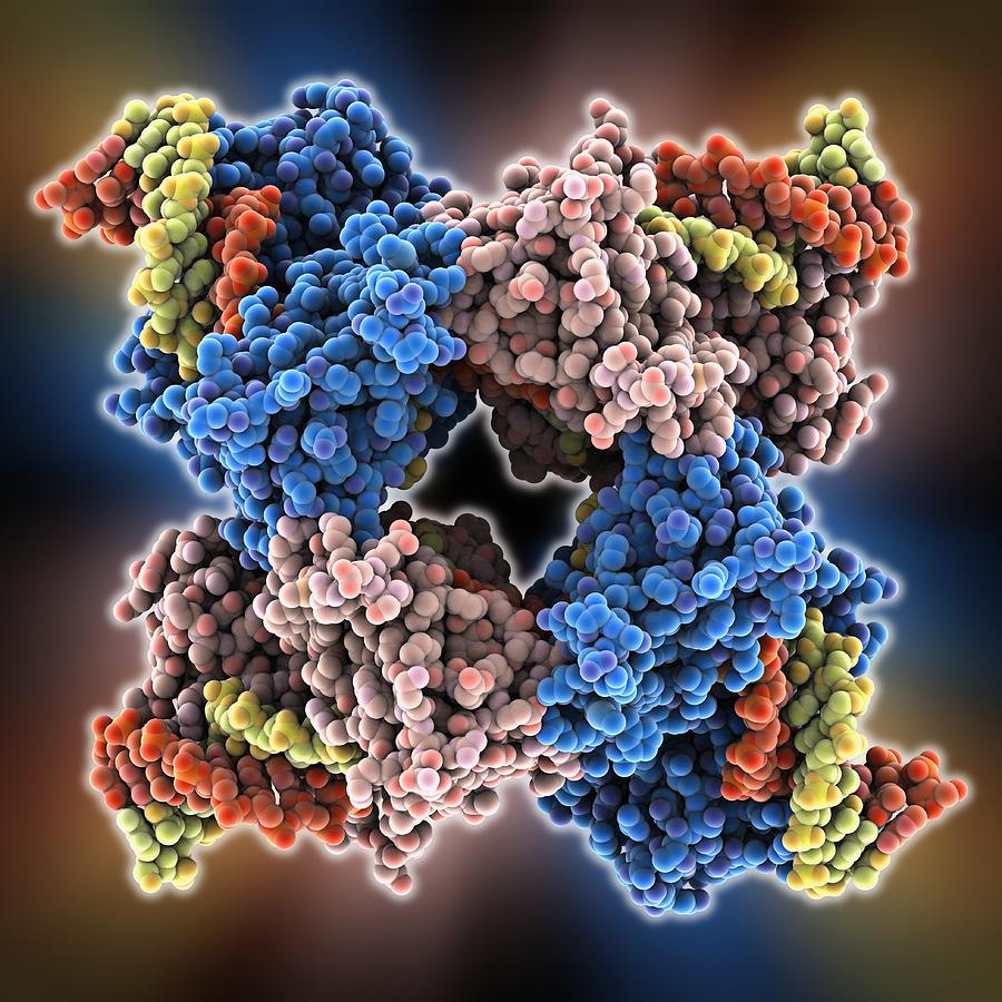 Holliday Junction Photograph - Enzyme catalysing DNA recombination #5 by Science Photo Library