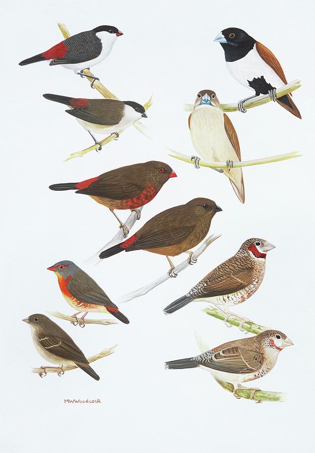 Estrildid Finches Photograph By Natural History Museum, London/science ...