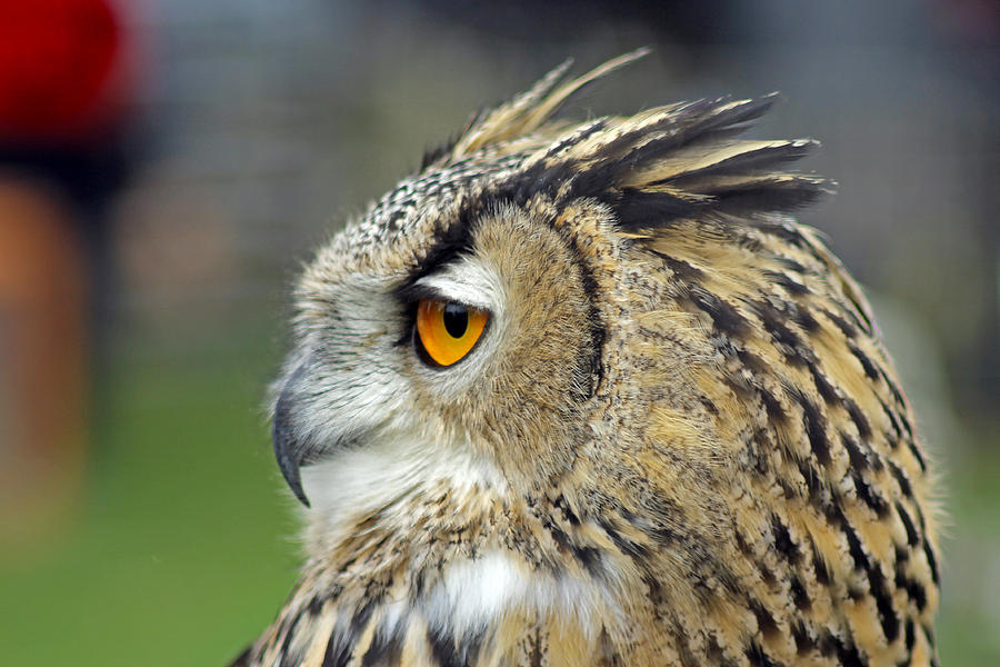 Owl Photograph - European Eagle Owl #5 by Tony Murtagh