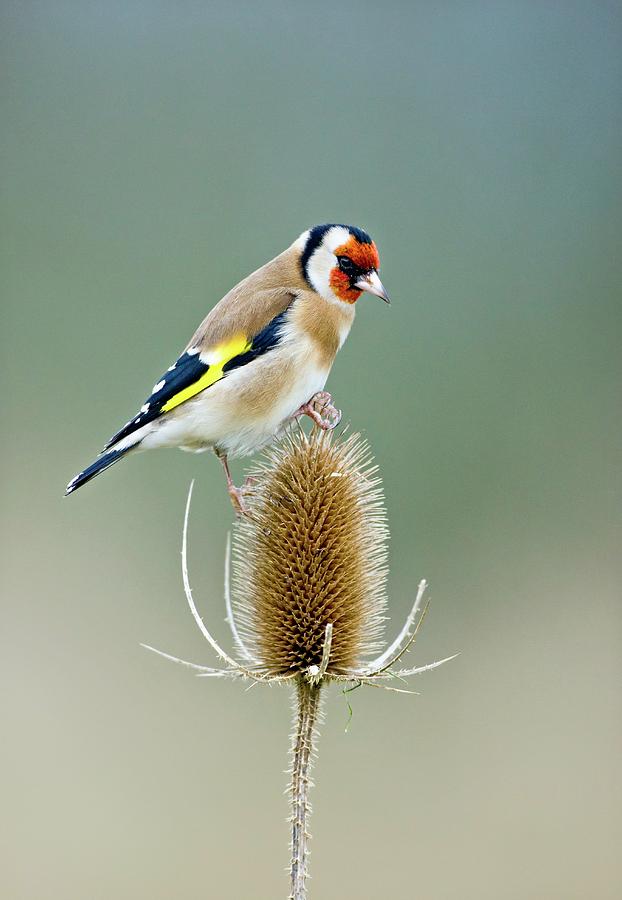 European Goldfinch #5 Photograph by John Devries/science Photo Library