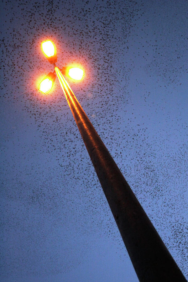 Sturnus Vulgaris Photograph - European Starling Flock by Manuel Presti/science Photo Library Sturnus Vulgaris Photograph - European Starling Flock by Manuel Presti/science Photo Library