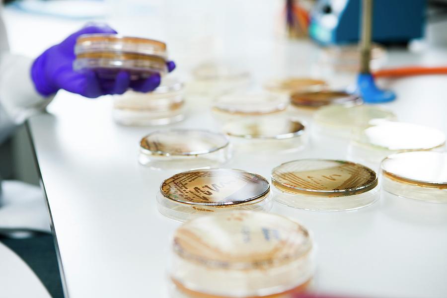 Examining Mould Growth In A Petri Dish #5 Photograph by Lewis Houghton/science Photo Library