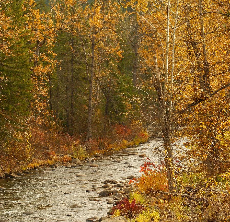 Fall at Sheep Creek Photograph by Loni Collins