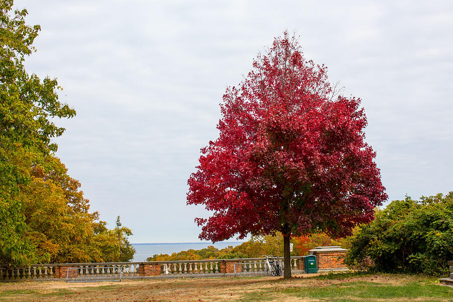 Fall foliage at Caumsett State Historic Park Preserve #5 Photograph by Susan Jensen