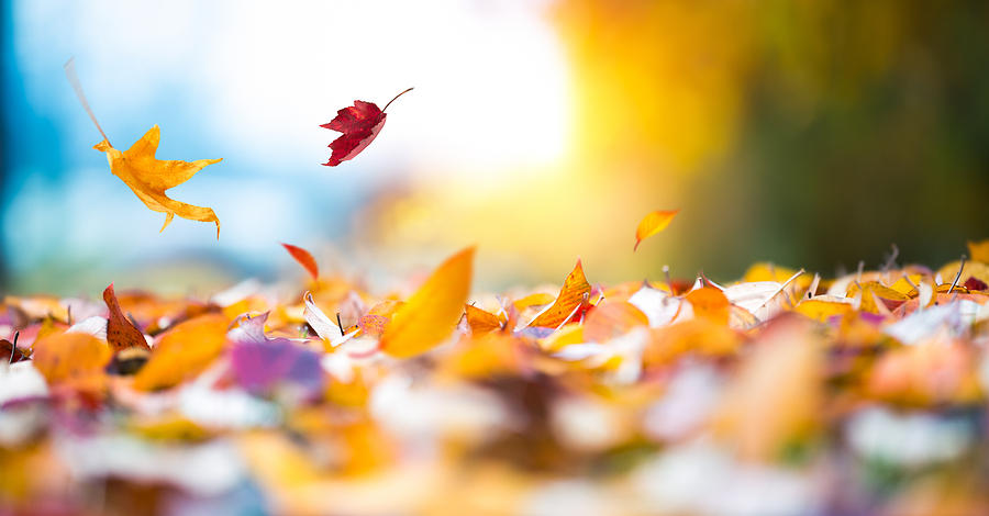 Falling Autumn Leaves #5 Photograph by Borchee