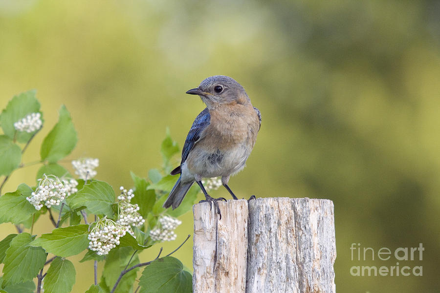 Female Eastern Bluebird #5 Photograph by Linda Freshwaters Arndt