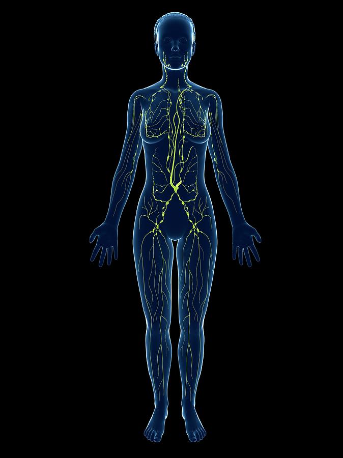 Female Lymphatic System Photograph by Sciepro/science Photo Library ...