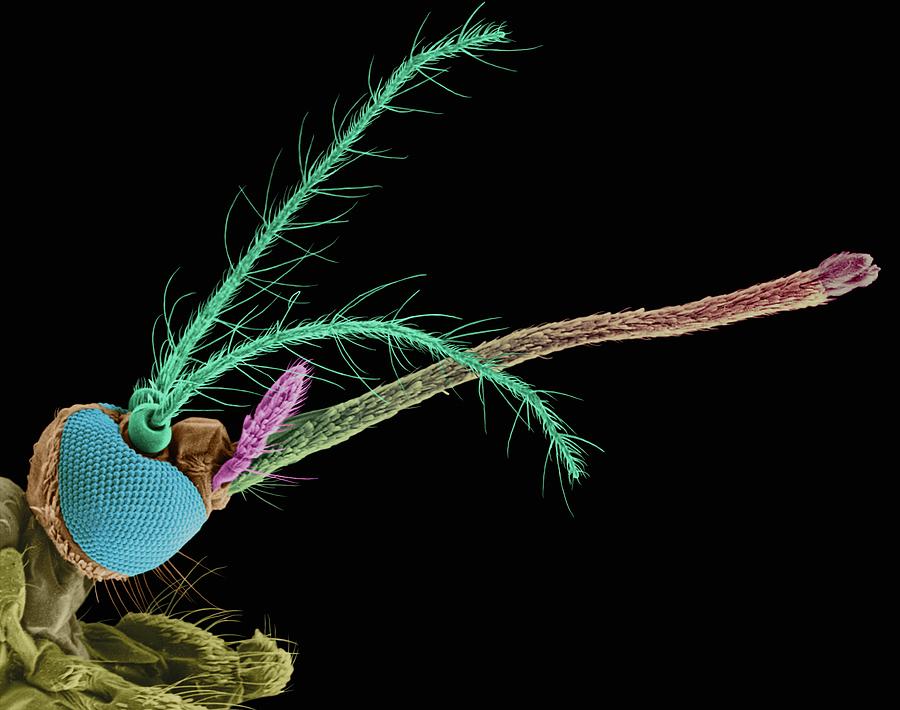Invertebrate Photograph - Female Mosquito by Dennis Kunkel Microscopy/science Photo Library Invertebrate Photograph - Female Mosquito by Dennis Kunkel Microscopy/science Photo Library