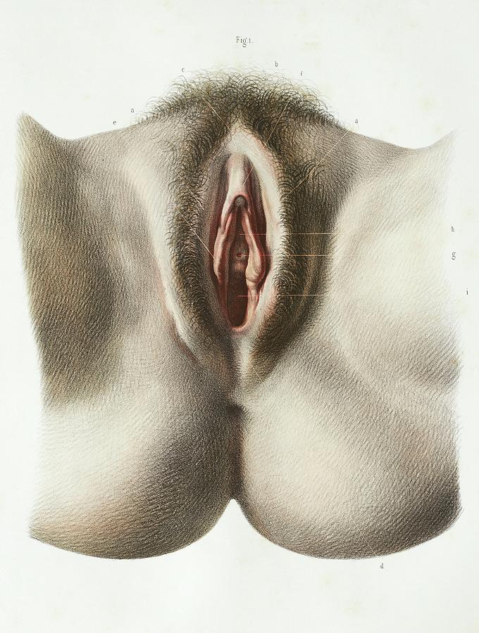 Artistic vulva pictures