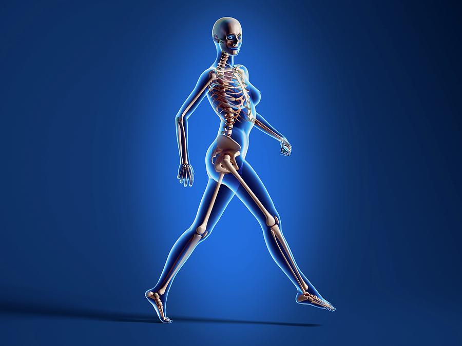 Skeleton Photograph - Female Skeleton #5 by Leonello Calvetti/science Photo Library