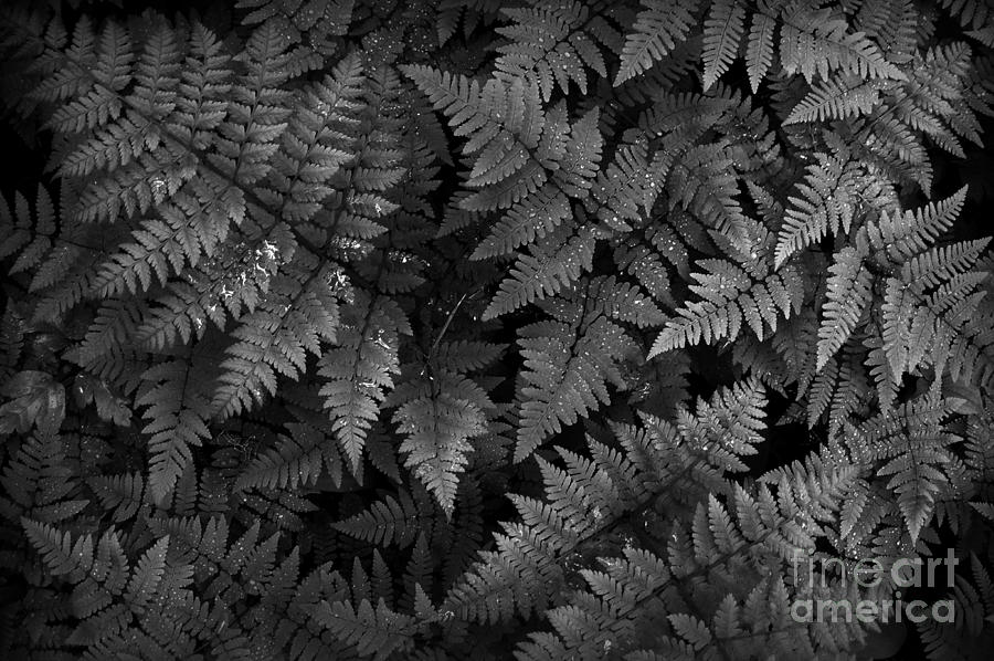 Nature Photograph - Ferns #5 by Steve Patton