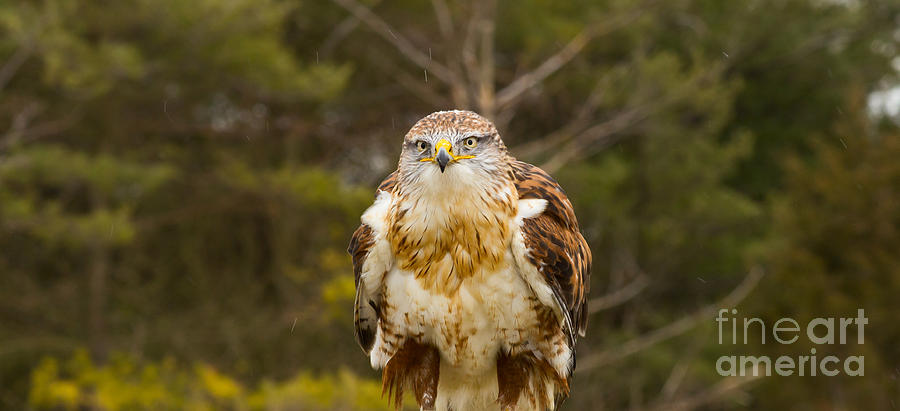 Ferruginous Hawk #5 Photograph by Les Palenik