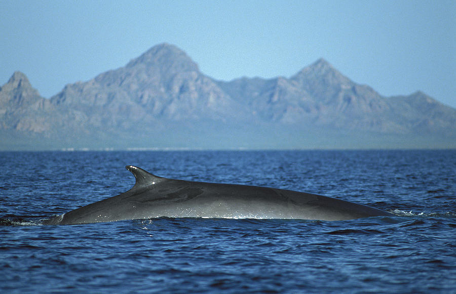 Fin Whale In Sea Of Cortez #5 Photograph by Tui De Roy