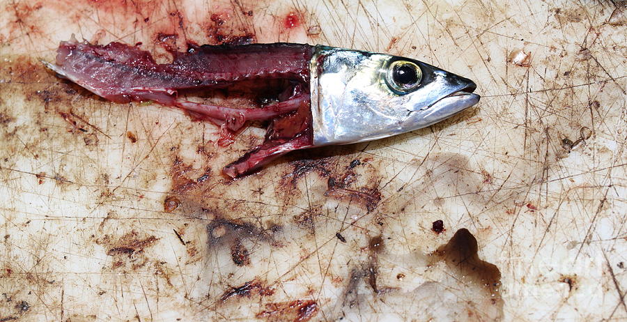 Fish bait #5 Photograph by Henrik Lehnerer
