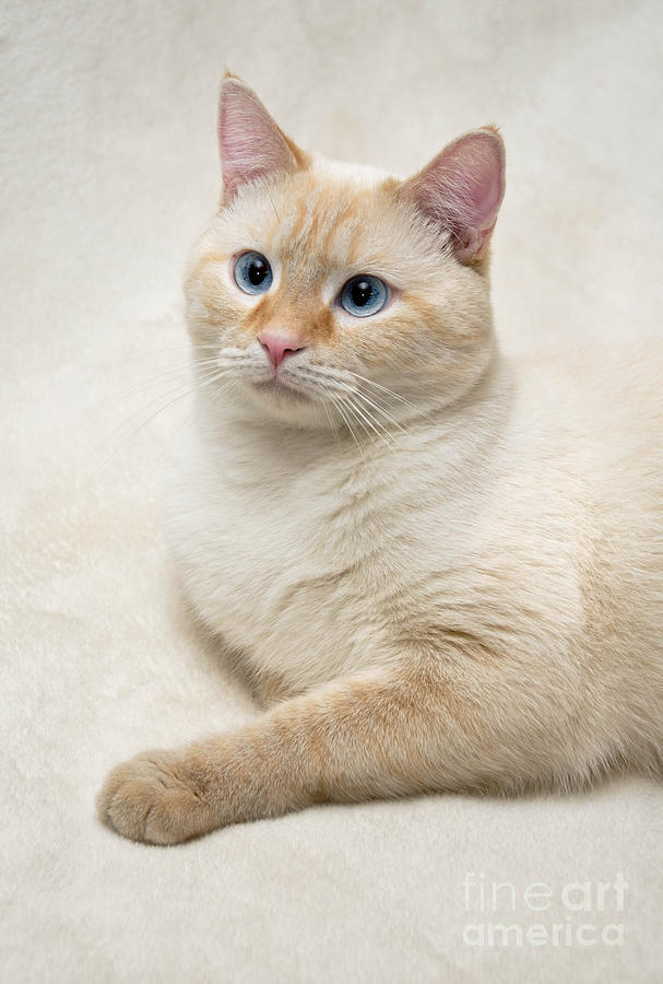 Flame Point Siamese Cat #5 Photograph by Amy Cicconi